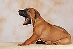 Rhodesian Ridgeback Welpe / rhodesian ridgeback puppy