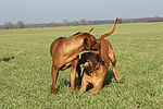 Rhodesian Ridgebacks