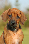 Rhodesian Ridgeback Welpe / rhodesian ridgeback puppy