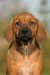 Rhodesian Ridgeback Welpe / rhodesian ridgeback puppy