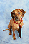 Rhodesian Ridgeback