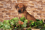 Rhodesian Ridgeback Welpe / rhodesian ridgeback puppy