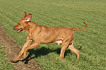 rennender Rhodesian Ridgeback / running Rhodesian Ridgeback