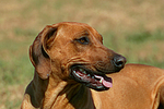 Rhodesian Ridgeback