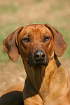 Rhodesian Ridgeback