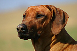 Rhodesian Ridgeback