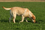 Labrador Retriever