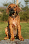 Rhodesian Ridgeback Welpe / rhodesian ridgeback puppy