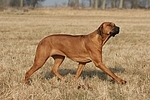 Rhodesian Ridgeback