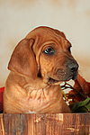 Rhodesian Ridgeback Welpe / rhodesian ridgeback puppy