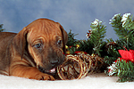 Rhodesian Ridgeback Welpe / rhodesian ridgeback puppy