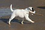 Parson Russell Terrier Welpe / parson russell terrier puppy