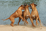 Rhodesian Ridgeback