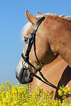 Haflinger Portrait / haflinger horse portrait