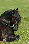 Friese / frisian horse