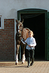 Deutscher Reitpony Hengst / pony stallion