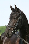 Friese Portrait / friesian horse portrait