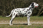 Dalmatiner / dalmatian