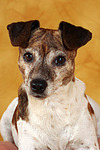 Jack Russell Terrier