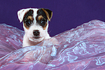 Parson Russell Terrier Welpe / parson russell terrier puppy