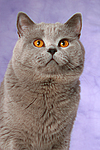 Britisch Kurzhaar / british shorthair