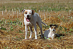 American Staffordshire Terrier & Parson Russell Terrier