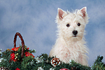 West Highland White Terrier Welpe / West Highland White Terrier Puppy