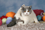 Britisch Kurzhaar / british shorthair