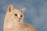 Britisch Kurzhaar / british shorthair