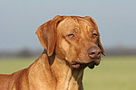 Rhodesian Ridgeback Portrait