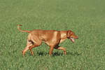 laufender Rhodesian Ridgeback / walking Rhodesian Ridgeback