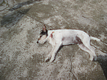 Parson Russell Terrier mit Verletzung / injured PRT