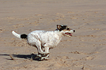 rennender Parson Russell Terrier / running PRT