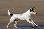 rennender Parson Russell Terrier / running PRT