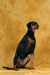 Dobermann gibt Pfötchen / Doberman Pinscher gives paw