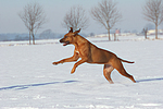 rennender Rhodesian Ridgeback / running Rhodesian Ridgeback