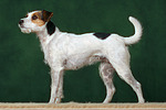 Parson Russell Terrier