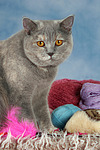 Britisch Kurzhaar / british shorthair