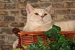 Britisch Kurzhaar / british shorthair