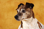 Jack Russell Terrier