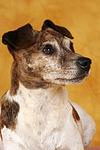 Jack Russell Terrier