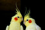 Nymphensittiche / cockatiels