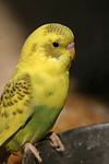 Wellensittich / budgie