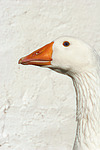 Gans / goose