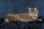 Maine Coon