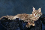 Maine Coon