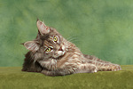 Maine Coon