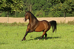 galoppierendes Warmblut / galloping warmblood