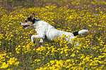 rennender Parson Russell Terrier / running PRT