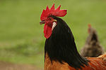 Vorwerkhuhn Hahn Portrait / cock portrait